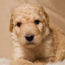 Titan - Cream male Goldendoodle puppy in Palmetto Bay, Florida from SOMIDOODLES