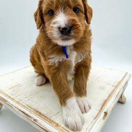 Reese - Red  male Goldendoodle puppy in Sunman, Indiana from Brunsman Country Doodles LLC