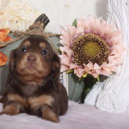 Dachshund Puppies from Walker's Minidachs