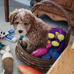 Bernedoodle, Cavapoo, Goldendoodle, Miniature Schnauzer, and Poodle Puppies from Alyssa Xxweetdoodles
