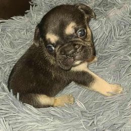 Pierre - Black and tan male French Bulldog puppy in Graham, Washington from Kristy's French Bulldogs & Mini Schnauzers