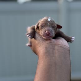 Gaston - Red  male Poodle puppy in Deltona, Florida from Poodles by CNC