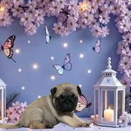 Lilo - Fawn female Pug puppy in Winter Haven, Florida from Precious Paws