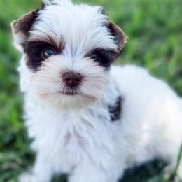 Marshall - Parti male Yorkshire Terrier puppy in Parrish, Florida from Gracie‘s Glamour Yorkies