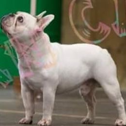 French Bulldog puppies from Jemms Kennels