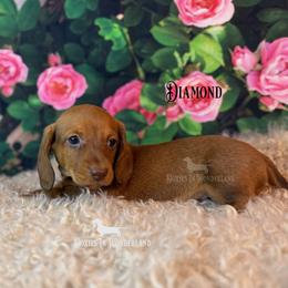 Diamond - Red male Dachshund puppy in Rainier, Oregon from Doxies in Wonderland