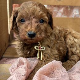Girl 3 - Red female Cavapoo puppy in Lewisburg, Pennsylvania from Cinda's Cavapoos