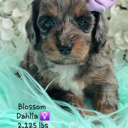 Dahlia - Merle female Goldendoodle puppy in Rockledge, Florida from Stormie's Doodles