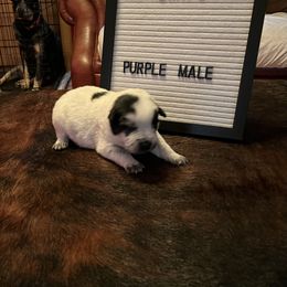 Boy 1 - Blue Australian Cattle Dog puppy in St. Landry, Louisiana from BMK Heelers