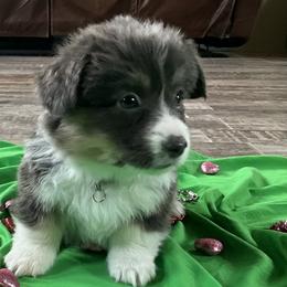 Puppy 8 - Black and tan female Pembroke Welsh Corgi puppy in Port Republic, Maryland from Bestfurends