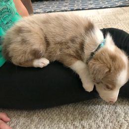 Border Collie Puppies from HC Kennels