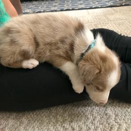 Border Collie Puppies from HC Kennels