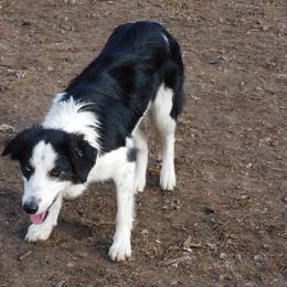Border Collie All Grown Up from LaTiKi Border Collies