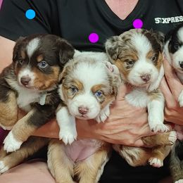 Miniature American Shepherds and Toy Australian Shepherds from Reed Ranch