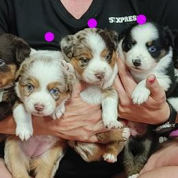Miniature American Shepherds and Toy Australian Shepherds from Reed Ranch