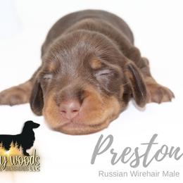 Preston (Russian Wire) - Chocolate and tan male Dachshund puppy in Linden, Texas from Piney Woods Miniature Dachshunds LLC