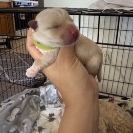 Girl 1 - Wheaten female Scottish Terrier puppy in Victorville, California from Santas Scotties