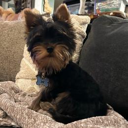 Ocean - Yorkshire Terrier