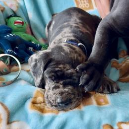 Great Dane Puppies from Split Rock Danes
