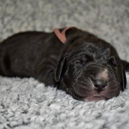 Penelope - Black and white female Great Dane puppy in Chapmansboro, Tennessee from Balthrop Bend Farms