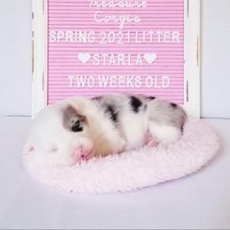 American Corgi and Pembroke Welsh Corgi Puppies from Whimsical Treasure Corgis