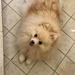Bella Luna - Pomeranian