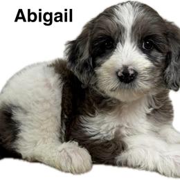 Abigail (Adams) - Parti female Goldendoodle puppy in Newark, Ohio from Valleydayle Doodles and Wheatens