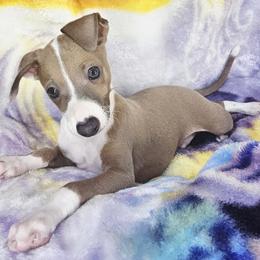 All The DoDa Day Superior - Blue fawn male Italian Greyhound puppy in Cadwell, Georgia from All The DoDa Day Italian Greyhounds