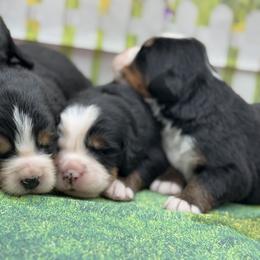 Bernese Mountain Dog Puppies from Faith’s Bernese