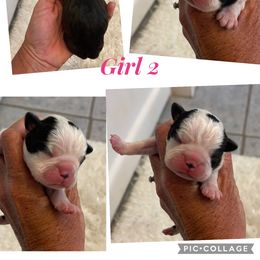 Penelope - Black and white female Boston Terrier puppy in Gober, Texas from Trigger Time Kennels