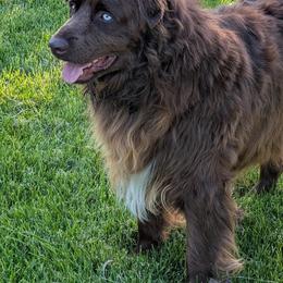 Grizzly - Australian Shepherd
