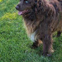 Grizzly - Australian Shepherd
