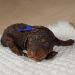 Ruby (Dark Blue) - Phantom female Goldendoodle puppy in Palmetto Bay, Florida from SOMIDOODLES
