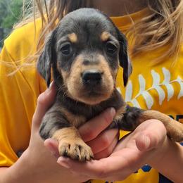 Biggie - Black and tan male Dachshund puppy in Oakman, Alabama from MEL Puppies