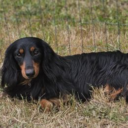 Teddy - Dachshund