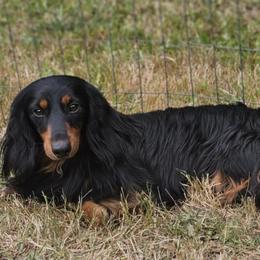 Teddy - Dachshund