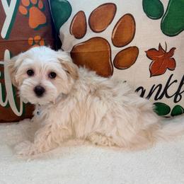 Charlie - White male Morkie puppy in Stockbridge, Georgia from Jenn’s Georgia Morkies and Biewer Terriers