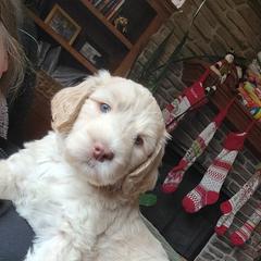 Australian Cobberdog Puppies from Heartland Hills Australian Cobberdogs