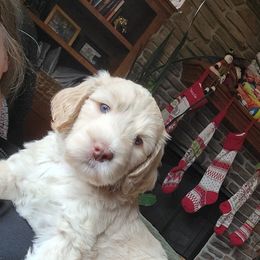 Australian Cobberdog Puppies from Heartland Hills Australian Cobberdogs