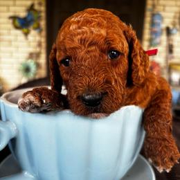 Red Collar female - Red  female Goldendoodle puppy in Eunice, Louisiana from Maison De Pawz