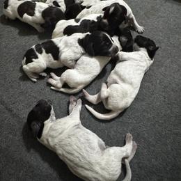 Gendry - Liver and white male German Wirehaired Pointer puppy in Kentucky from Triple Springs Farm