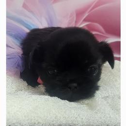 Shih Tzu Puppies from The Shih Zoo