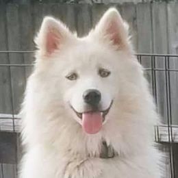 White Shadow of the Mystic Realm - White Pomsky puppy in Norfolk, Virginia from 'Brick'House Couture Pomskies