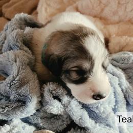 Boys 1 and 2 - White and badger male Great Pyrenees puppy in Yucaipa, California from Rusty Horse Ranch Great Pyrenees