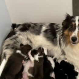 Friendship - Shetland Sheepdog