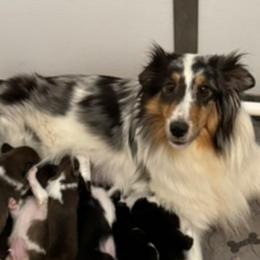 Friendship - Shetland Sheepdog