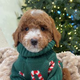 Aspen - Red  male Goldendoodle puppy in Anaheim, California from Cuddle Bear Doodles