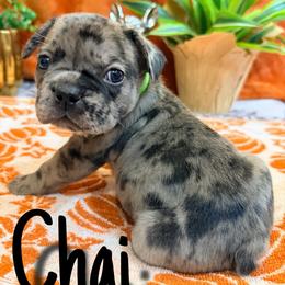 Chai - Tricolors male French Bulldog puppy in Peoria, Arizona from A Quality French Bulldogs AZ