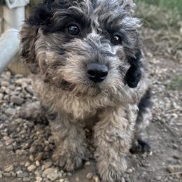 Cavalier King Charles Spaniels, Cavapoos, and Cocker Spaniels from Shelli Ryan
