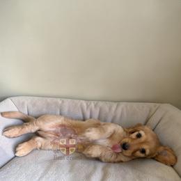 Ron AKC PET ONLY - Red male Dachshund puppy in Miami, Florida from Haus Ernand Dachshunds